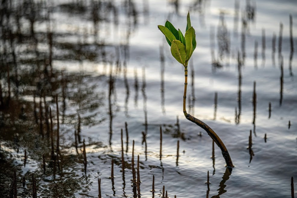 Wachsender Baumtrieb von Licht reflektierendem Wasser umgeben